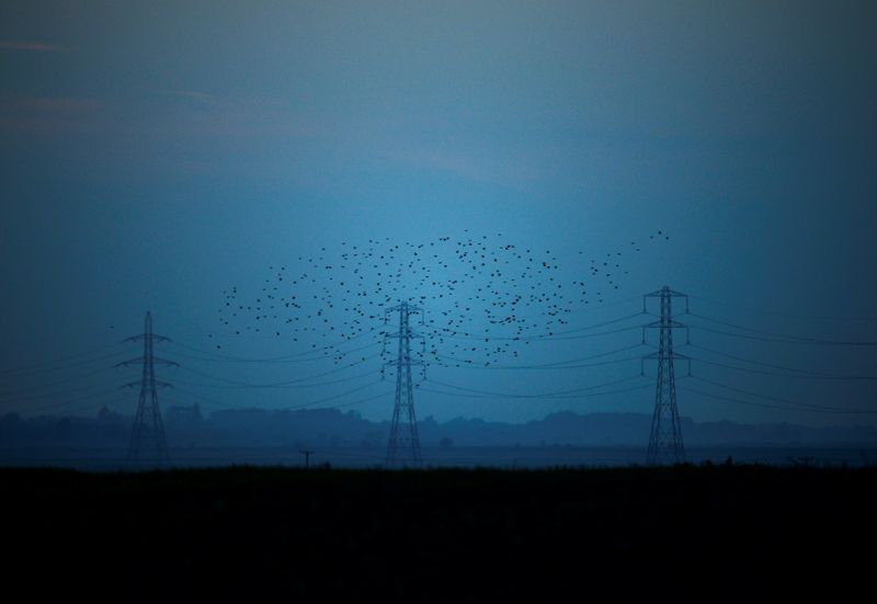 Migrating starlings fly at dusk past electricity pylons silhouetted by