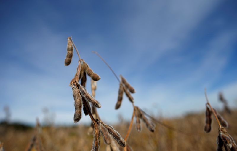 Soybeans are seen in a field waiting to be harvested