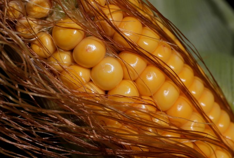 FILE PHOTO: Kernels of corn are seen on a cob