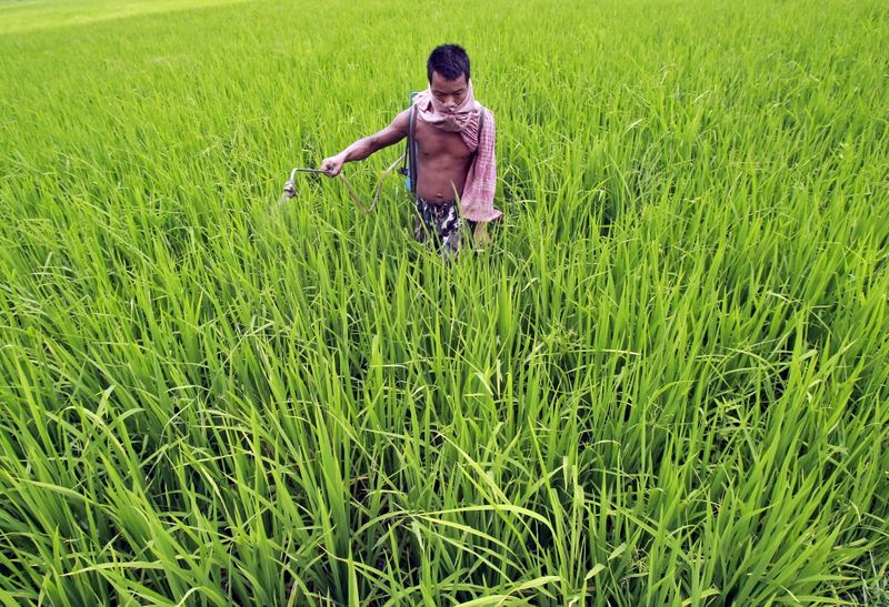 FILE PHOTO: A farmer sprays fertilizer on a paddy field