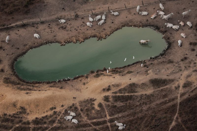 FILE PHOTO: An aerial view shows cattle on a deforested