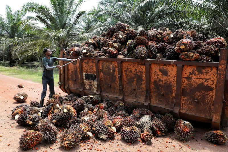 FILE PHOTO: Worker loads palm oil fruit bunches at a
