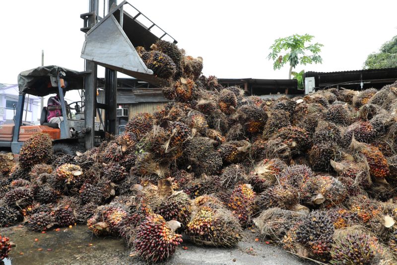 A worker unloads palm oil fruit bunches at a factory