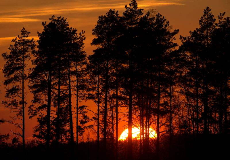 FILE PHOTO: Trees silhouetted during sunset near the town of