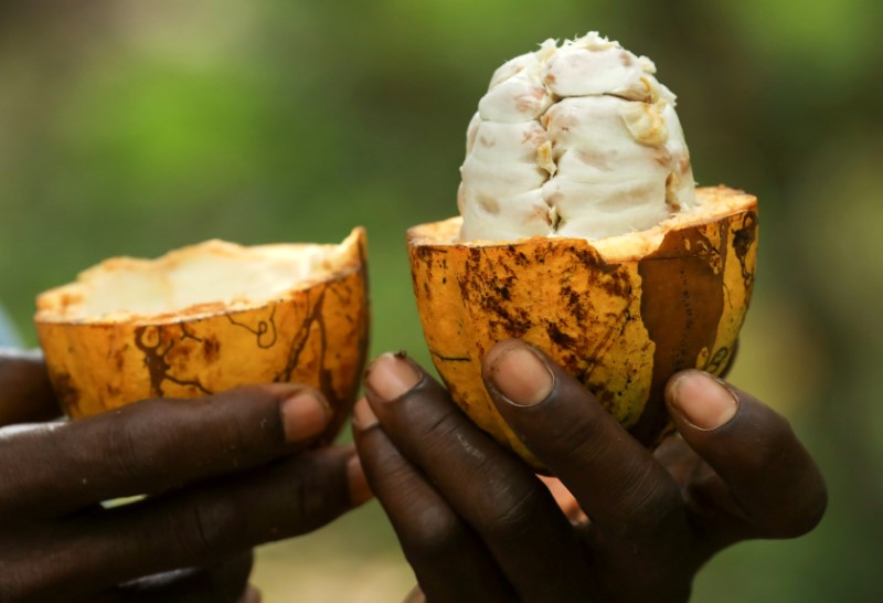 FILE PHOTO: A farmer holds a cocoa pod at a