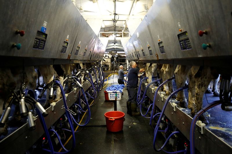FILE PHOTO: Farmers milk cows at a dairy farm in