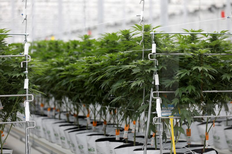 FILE PHOTO: Cannabis plants grow inside Tilray factory hothouse in