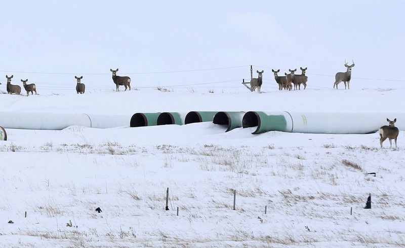 FILE PHOTO: Deer gather at a depot used to store