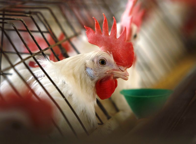 FILE PHOTO: Caged hen feeds at egg farm in San