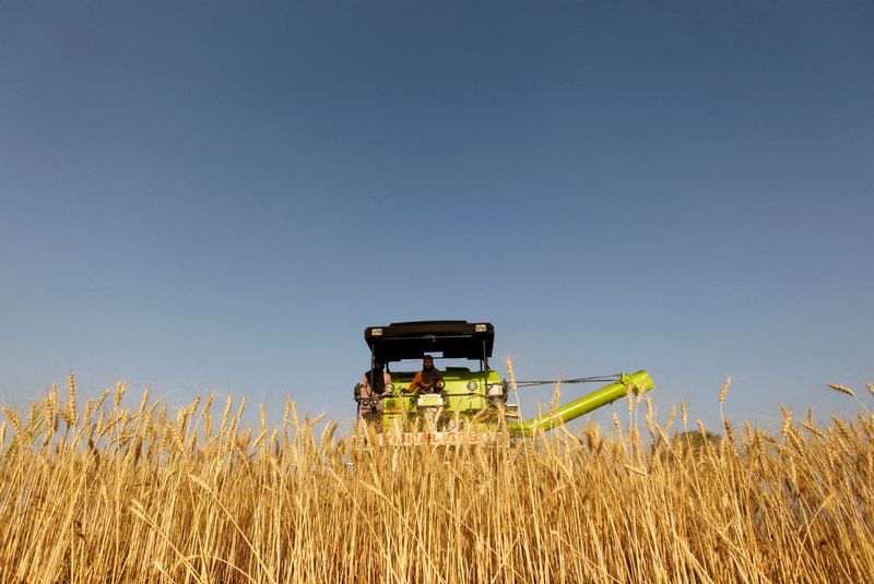 FILE PHOTO: Combine harvester is used to harvest wheat in