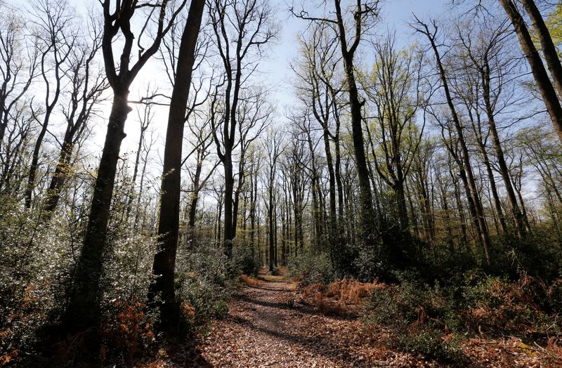 FILE PHOTO – Oak trees are pictured in Chateauroux forest
