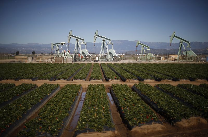 Oil pump jacks are seen next to a strawberry field