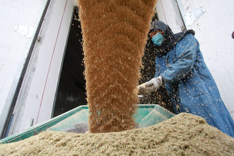 Worker is seen next to a machine transporting newly harvested