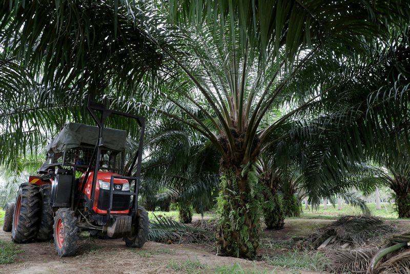 FILE PHOTO: A mini tractor grabber collects palm oil fruits
