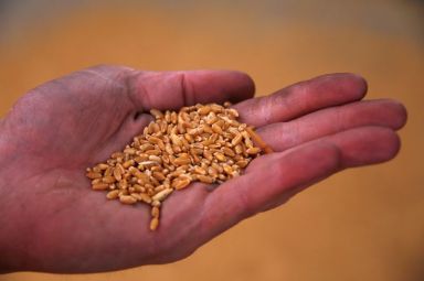 FILE PHOTO: Worker Damien Smith holds wheat grains as he