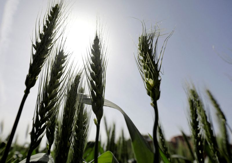 FILE PHOTO: Stalks of wheat are seen at a field