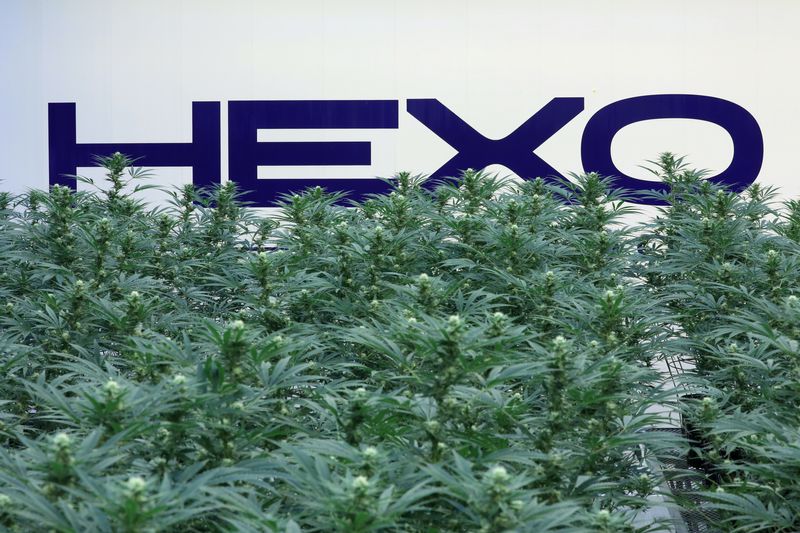 FILE PHOTO: A Hexo Corp logo is pictured behind cannabis