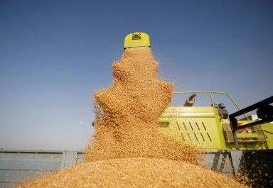 A combine deposits harvested wheat in a tractor trolley at