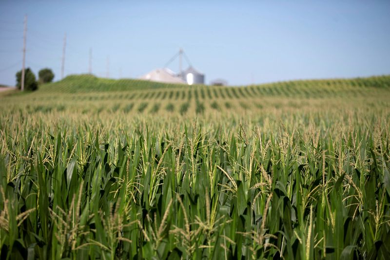 FILE PHOTO: Corn grows in a field outside Wyanet, Illinois