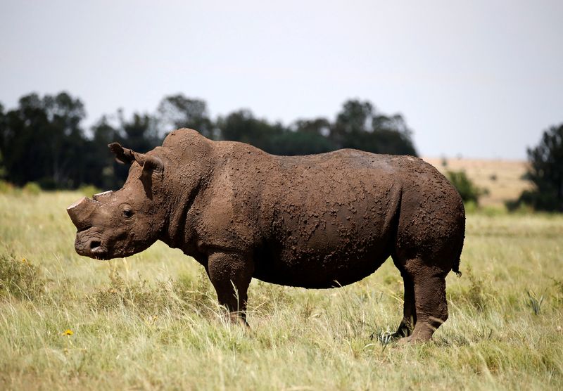 FILE PHOTO: A black rhino is seen after it was