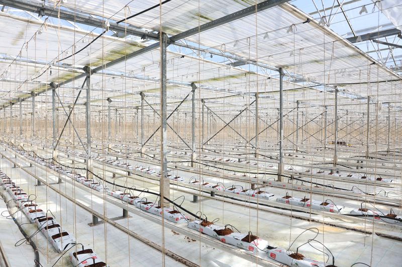 FILE PHOTO: An empty greenhouse of cucumber grower Tony Montalbano