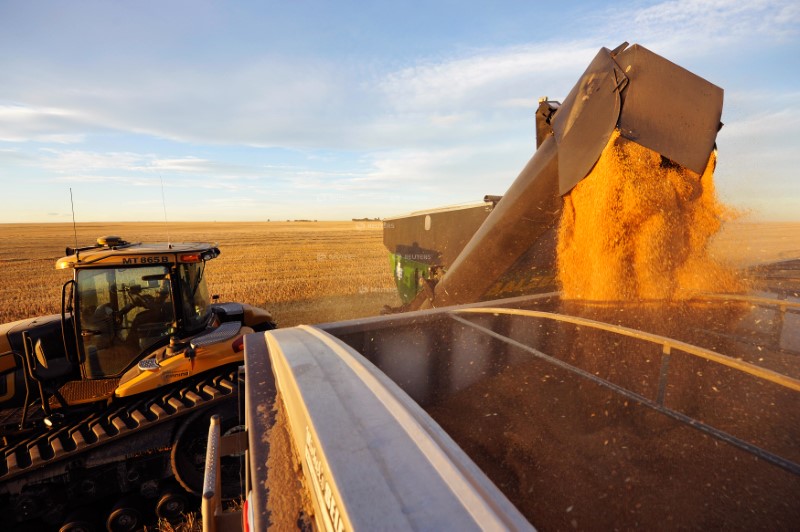 FILE PHOTO: Wheat is dumped into a grain truck for