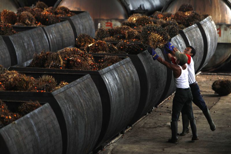 Workers carry oil palm fruits to containers on their way