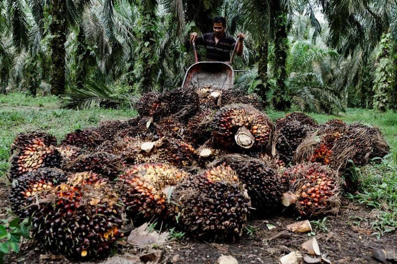 Palm oil plantation in Kampar regency as Indonesia announced a