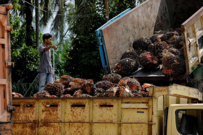 FILE PHOTO: Palm oil plantation in Kampar regency as Indonesia