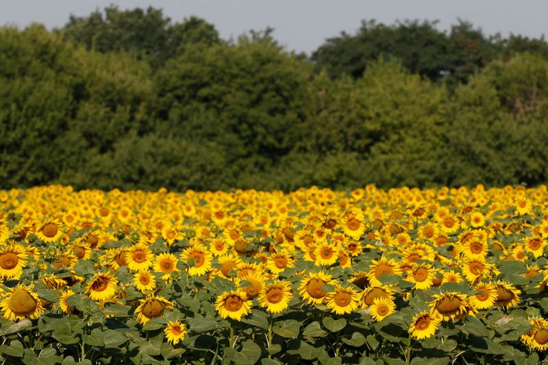 FILE PHOTO: Sunflowers are seen on field in Kiev region