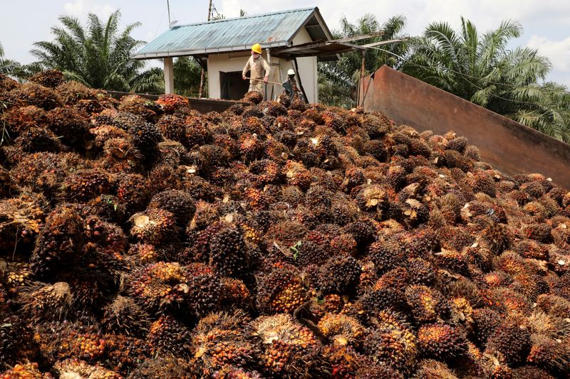 FILE PHOTO: Workers handle palm oil fruits at a plantation