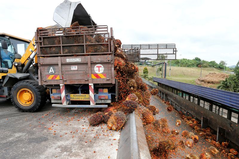FILE PHOTO: A worker unloads palm oil fruit bunches from