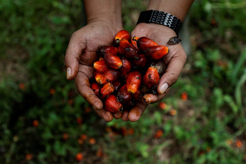 A worker shows palm oil fresh fruit bunches during harvest