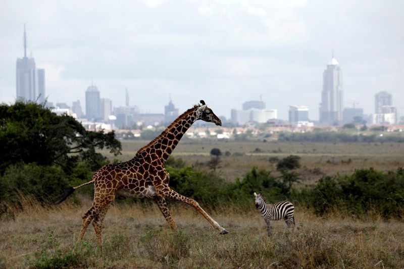 FILE PHOTO: The Nairobi skyline is seen in the background