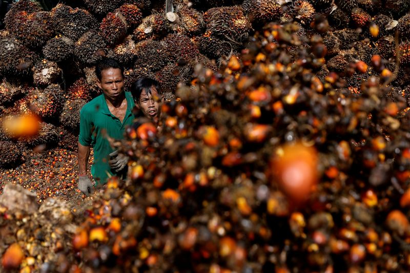 FILE PHOTO – Palm oil plantation in Riau province as