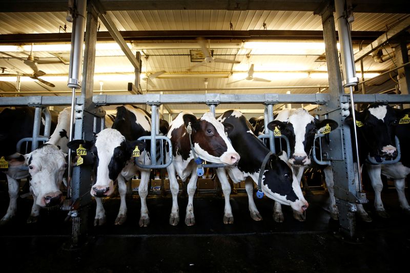 Cows stand in a barn while being milked at a