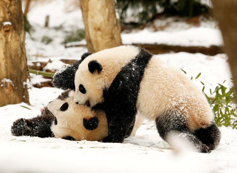 FILE PHOTO: Mother panda Mei Xiang and cub Bao Bao