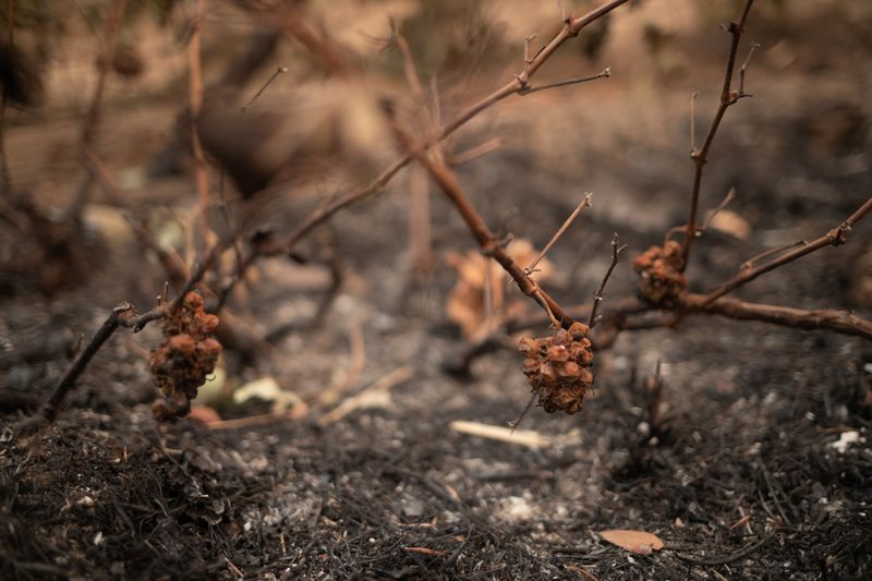 Grapes are seen destroyed on a vineyard in the aftermath