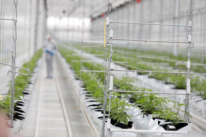 FILE PHOTO: Worker checks cannabis plants inside Tilray factory hothouse