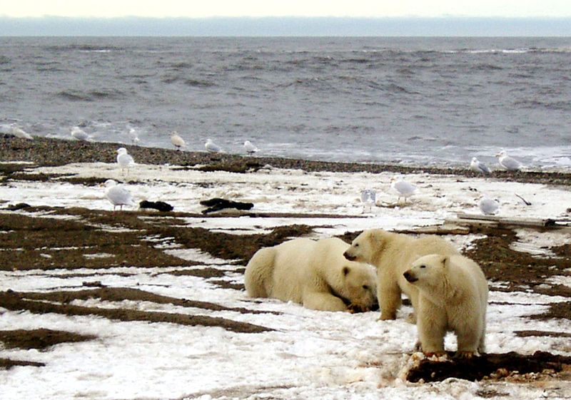 FILE PHOTO: Polar bears are seen within the 1002 Area