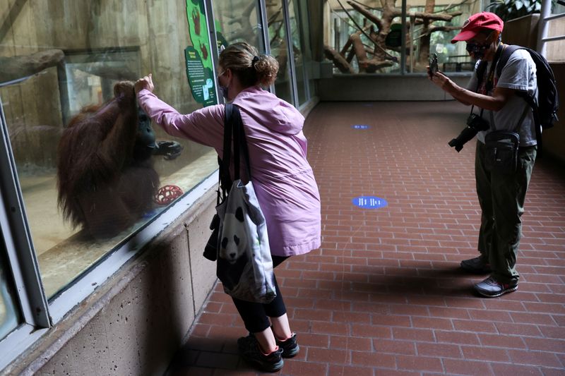 Lucy the orangutan and visitor greet each other with mirrored