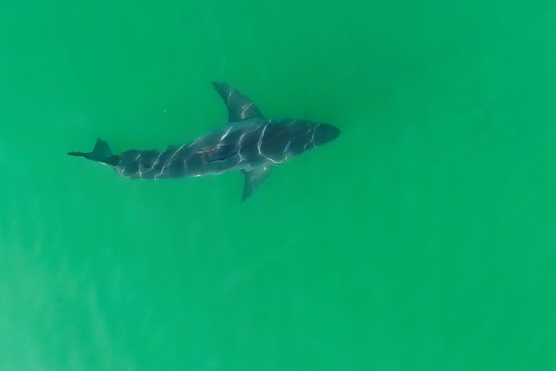 Marine biologists from Cal State Shark Lab study sharks along