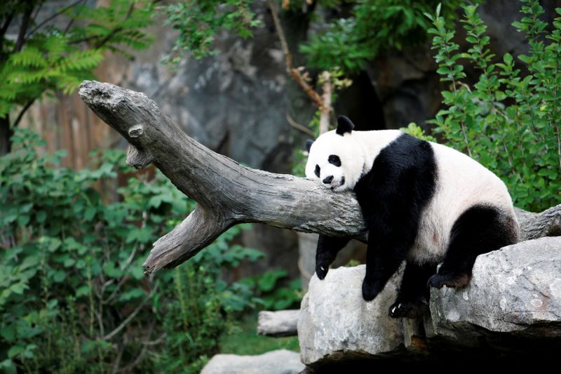 FILE PHOTO: Giant panda Mei Xiang enjoys her afternoon nap