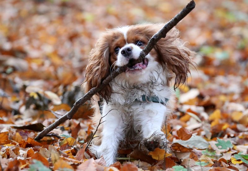 FILE PHOTO: A dog runs with a stick in a