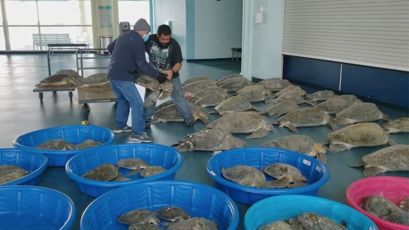 People place rescued turtles stunned by cold weather in an