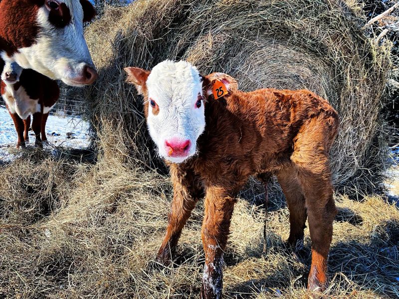 A baby calf, born in the last few days, stands
