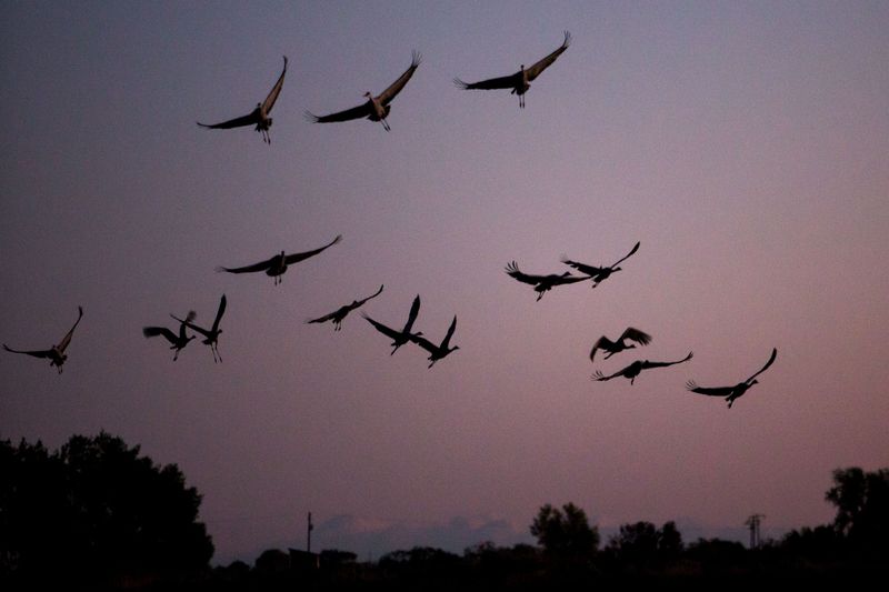 FILE PHOTO: Sandhill cranes land in flooded fields to roost
