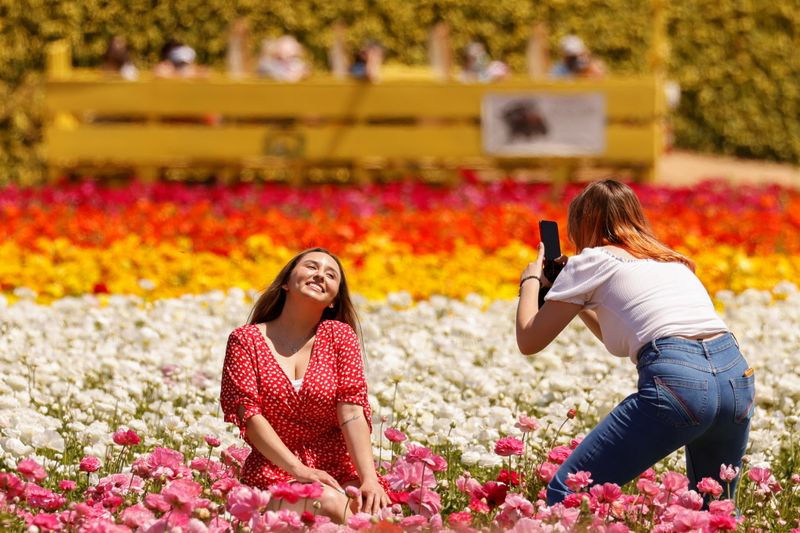 Flower Fields reopened for limited visitor numbers in Carlsbad, California