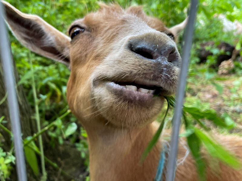 Two dozen goats eat their way through Riverside Park in