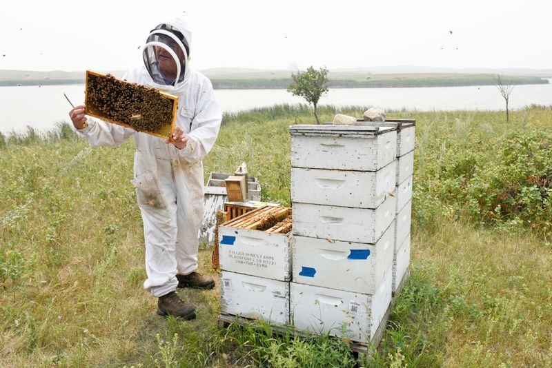 Stung by climate change: drought-weakened bee colonies shrink U.S. honey